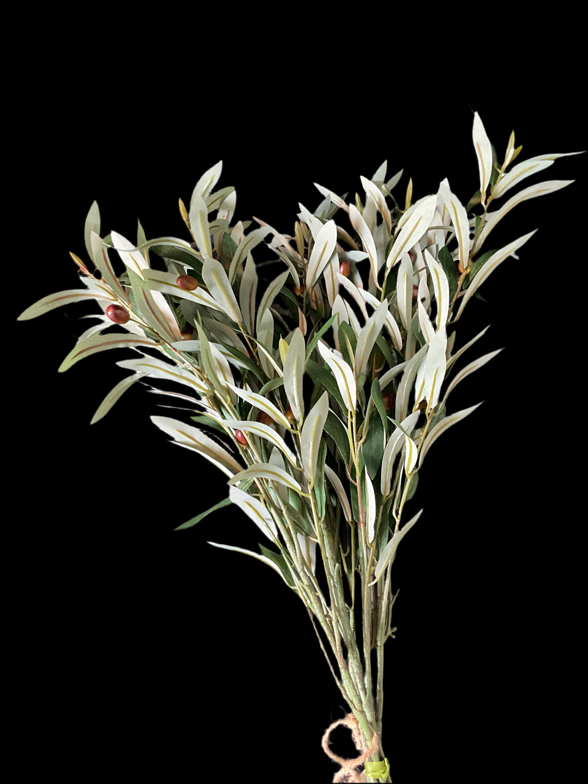 Ramas de olivo