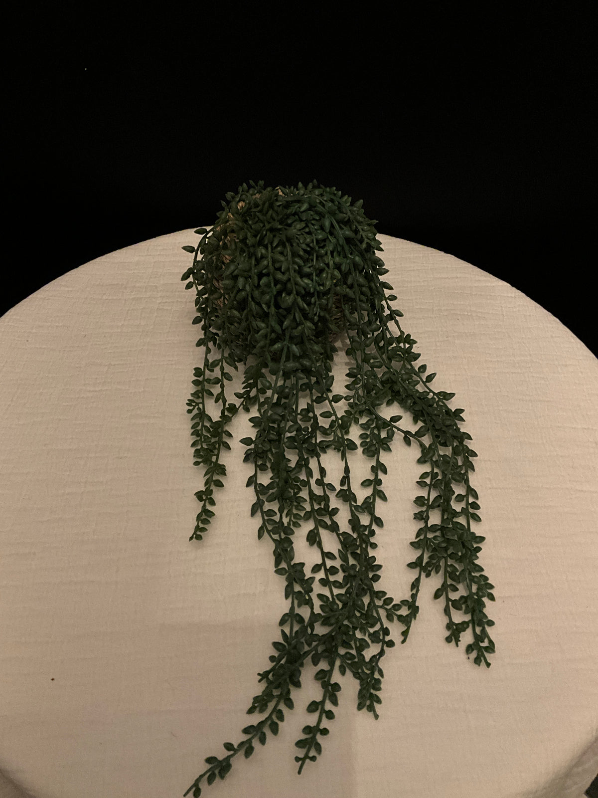 Planta colgante