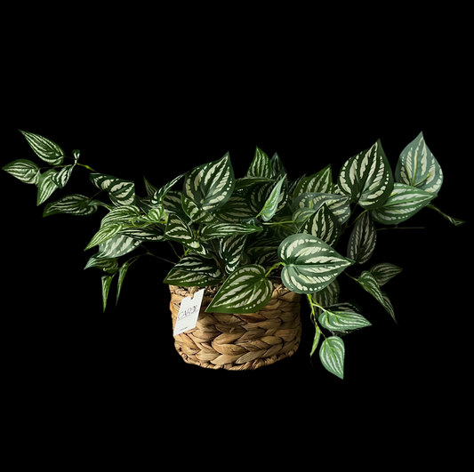 Planta con macetera de ratan