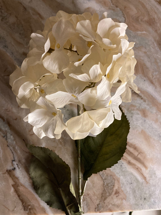 Hortensia Blanca