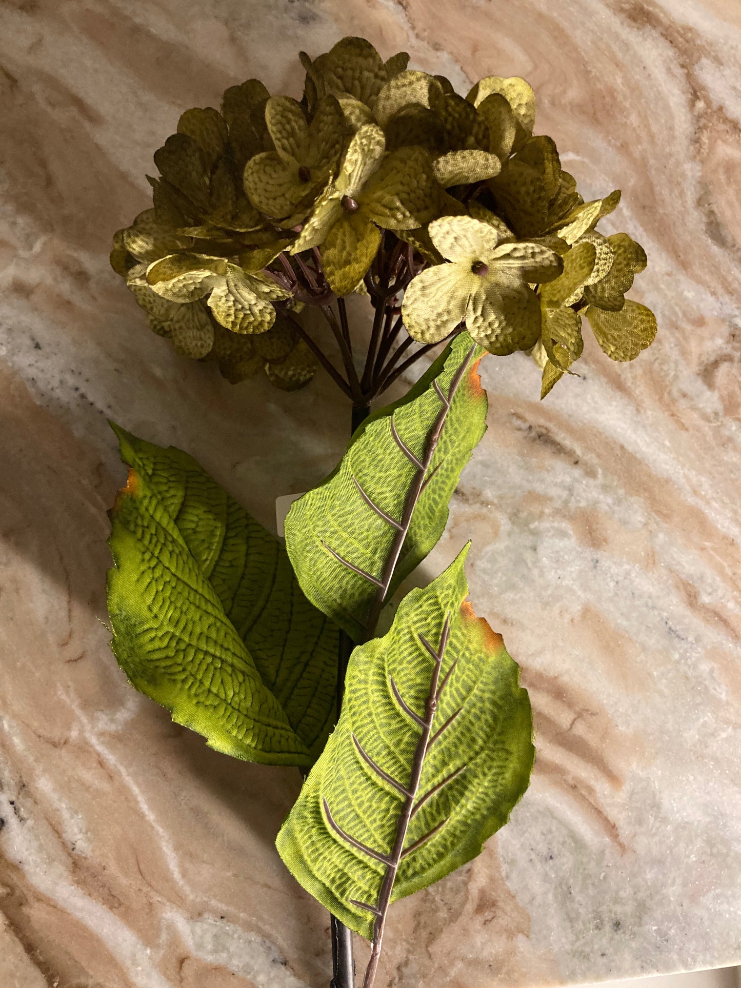 Hortensia Verde